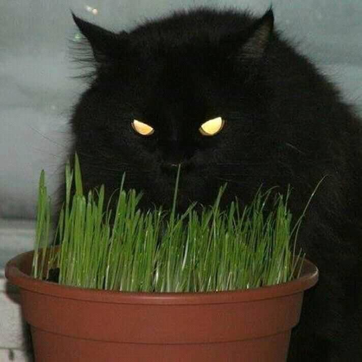 Кис.jpg