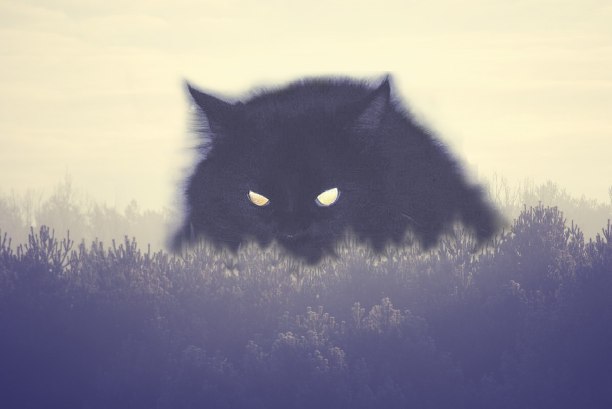 коооот.jpg