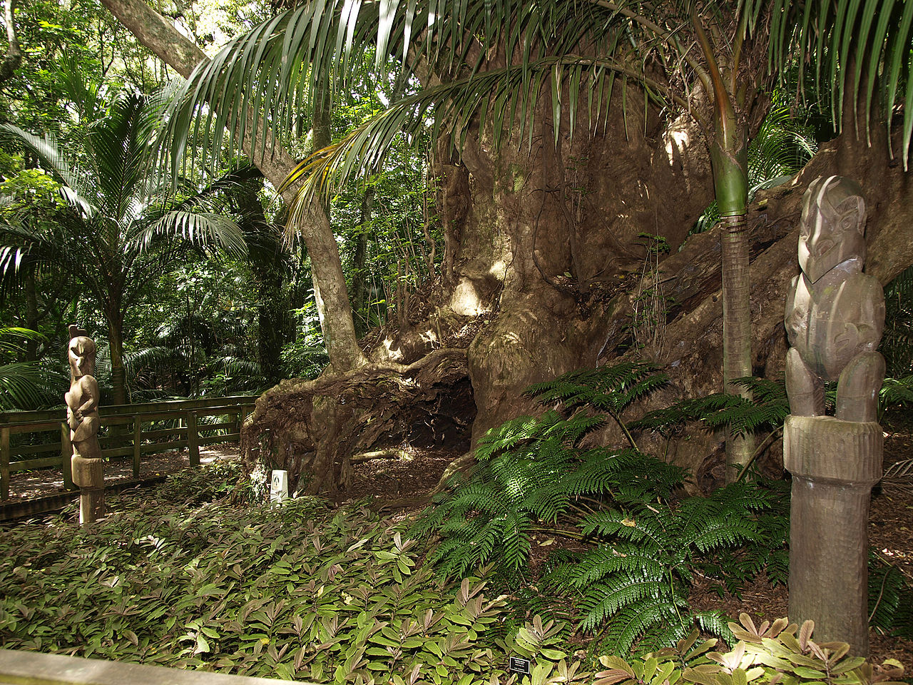 маориOpotiki_Burial_Tree.jpg