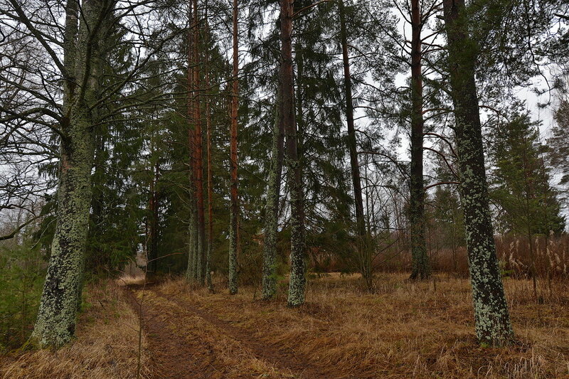 матрёнDSC_4712.jpg