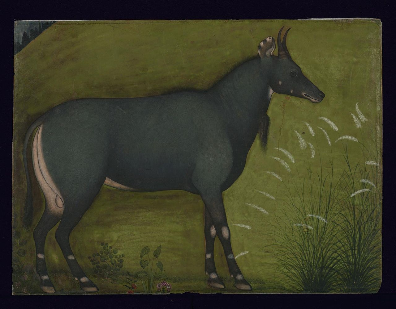 1280px-Indian_-_A_Nilgai_-_Walters_W865A_-_Full_Page.jpg