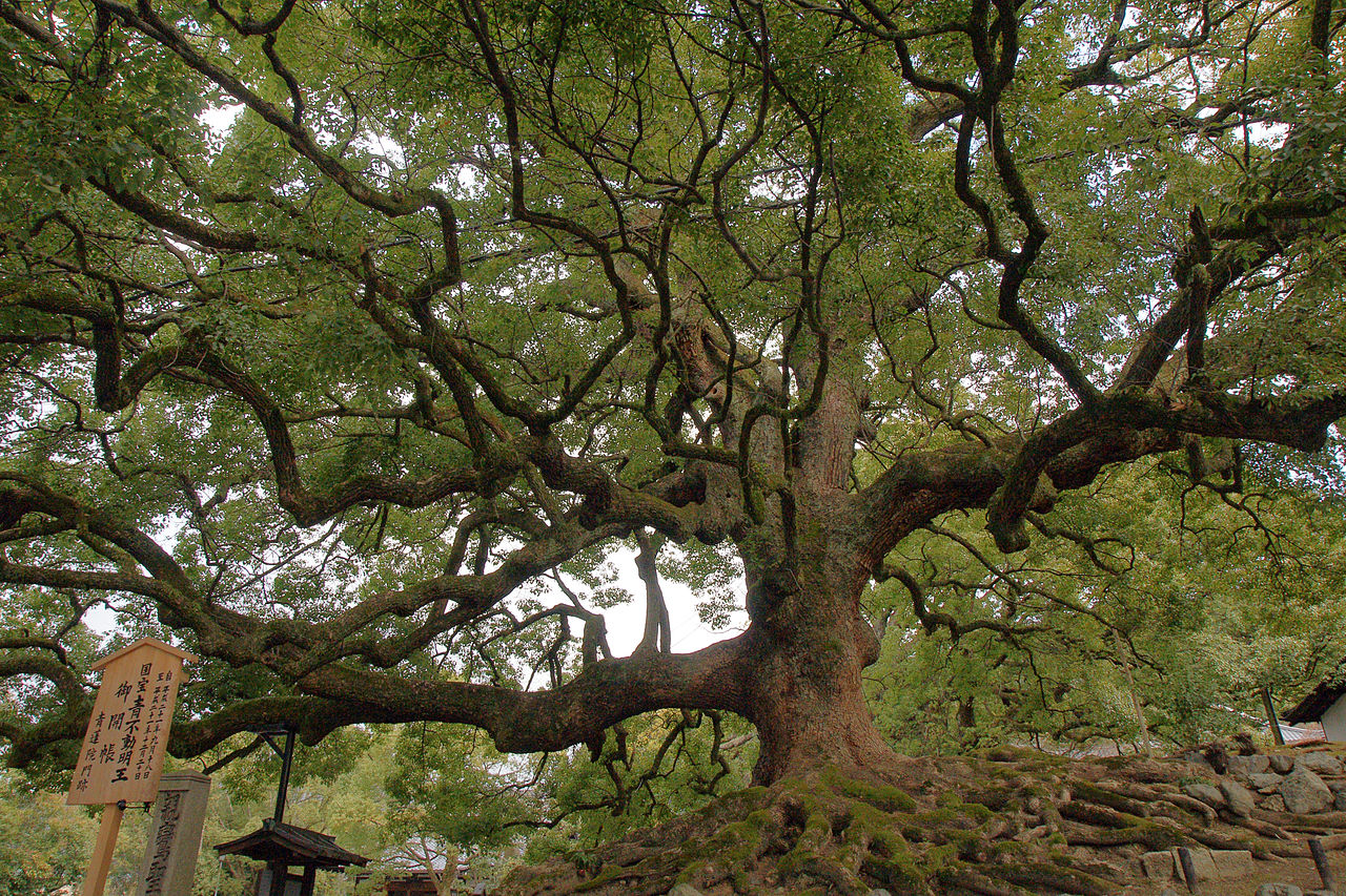 1280px-Kyoto_Shorenin01n4272.jpg