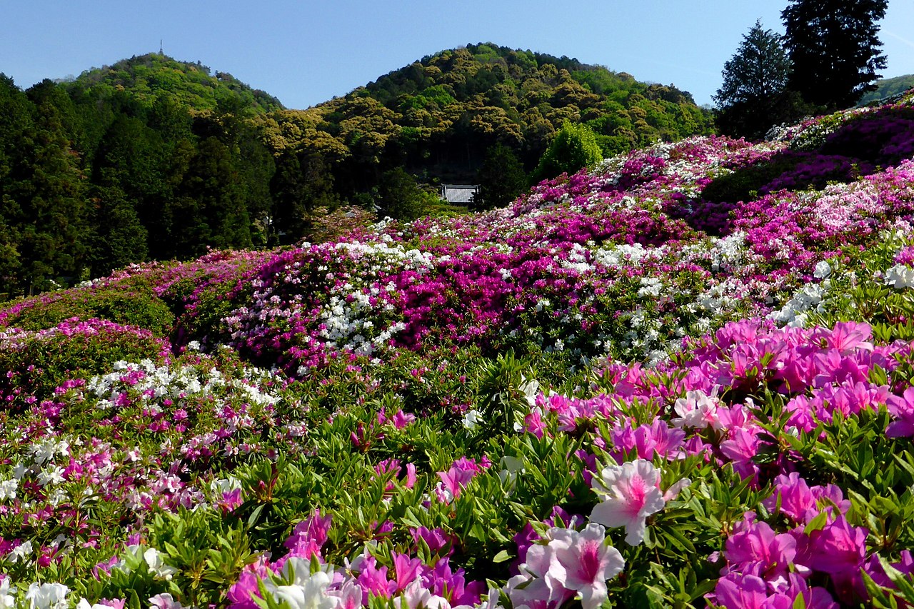 1280px-Mimuroto-ji,_Rhododendron_-1_(May_2011)_-_panoramio.jpg
