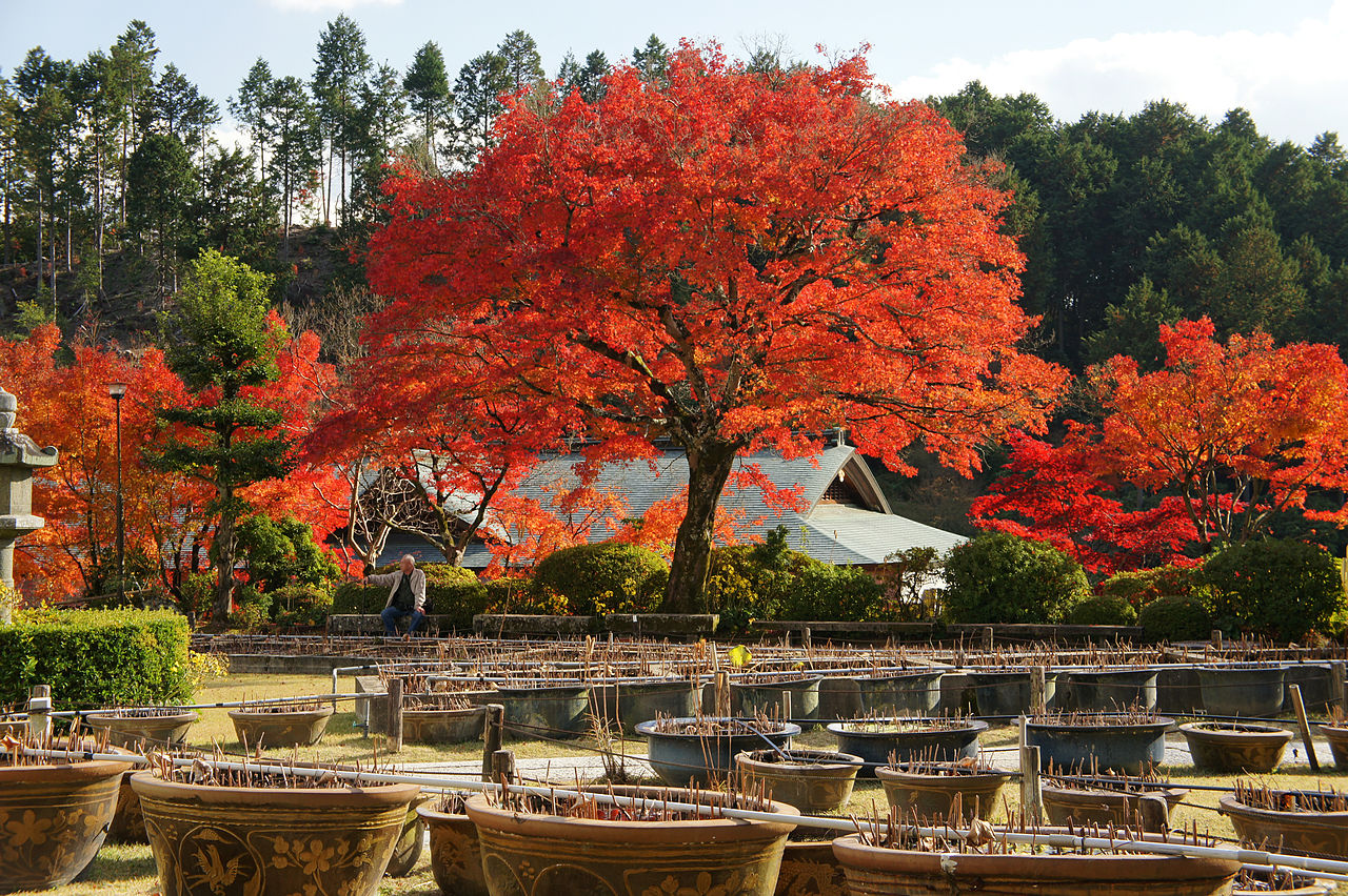 1280px-Mimurotoji_Uji_Kyoto_Pref07s3s4592.jpg