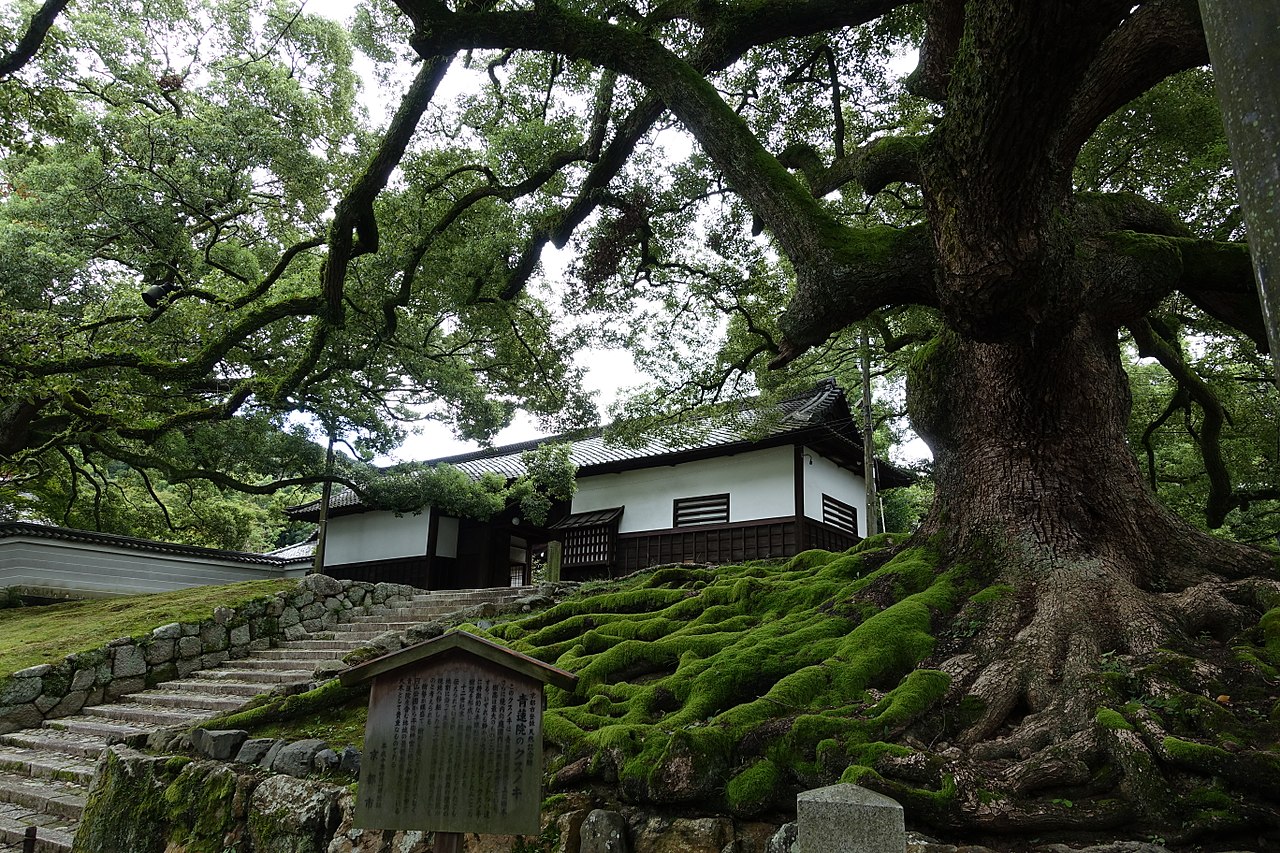 1280px-Old_Tree_Shoren-In_Kyoto_-_panoramio.jpg