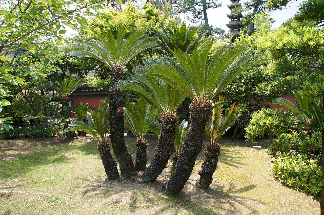 1280px-Rokusanen_Wakayama_Japan30n.jpg