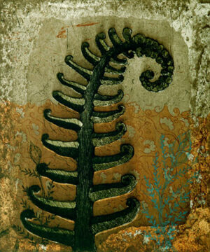 684-715-06-f1-polystichum-munitum-300x360.jpg