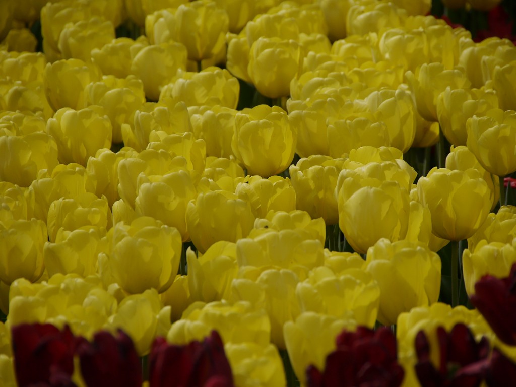 _1040974.jpg