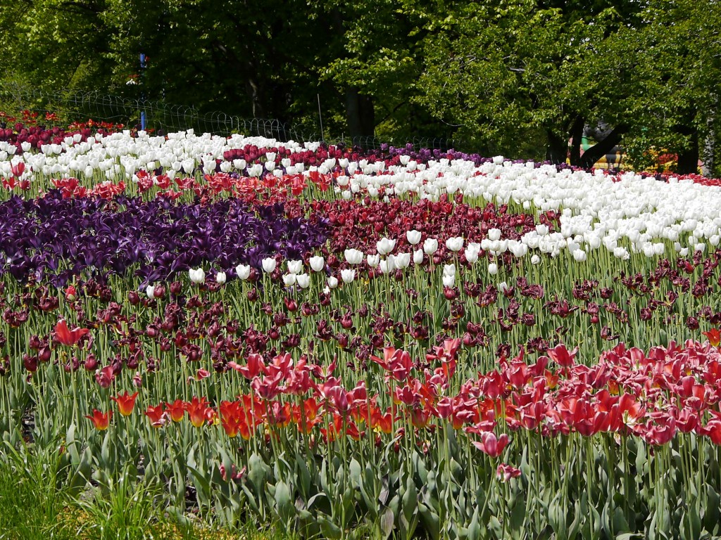 _1050015.jpg