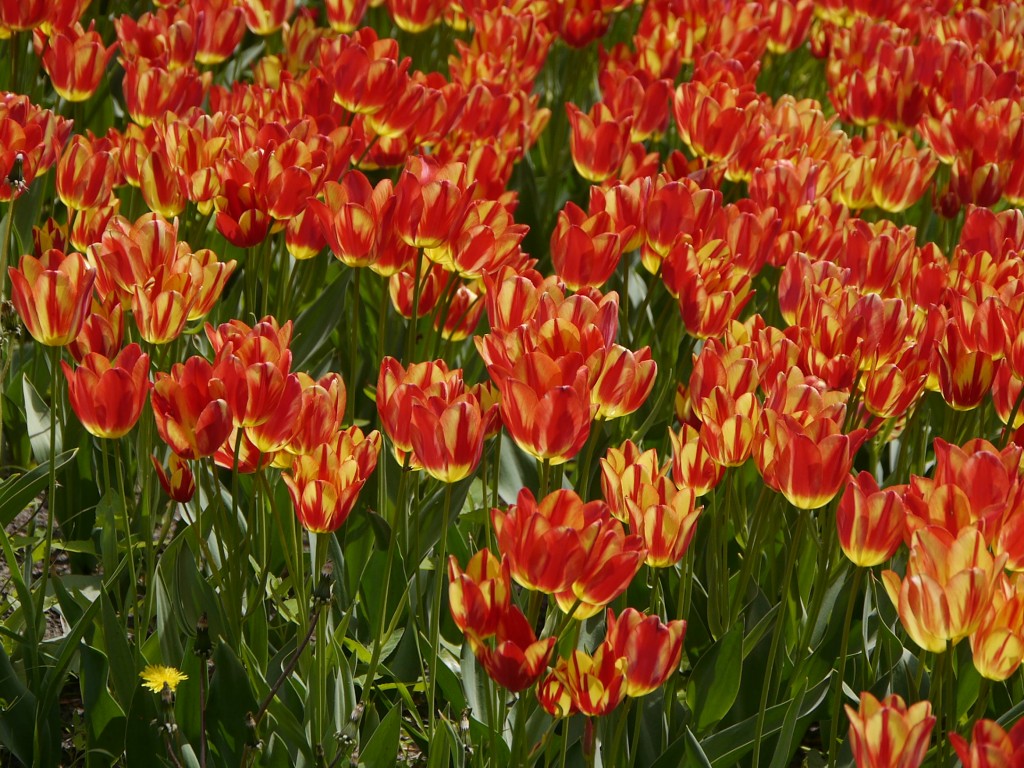 _1050020.jpg