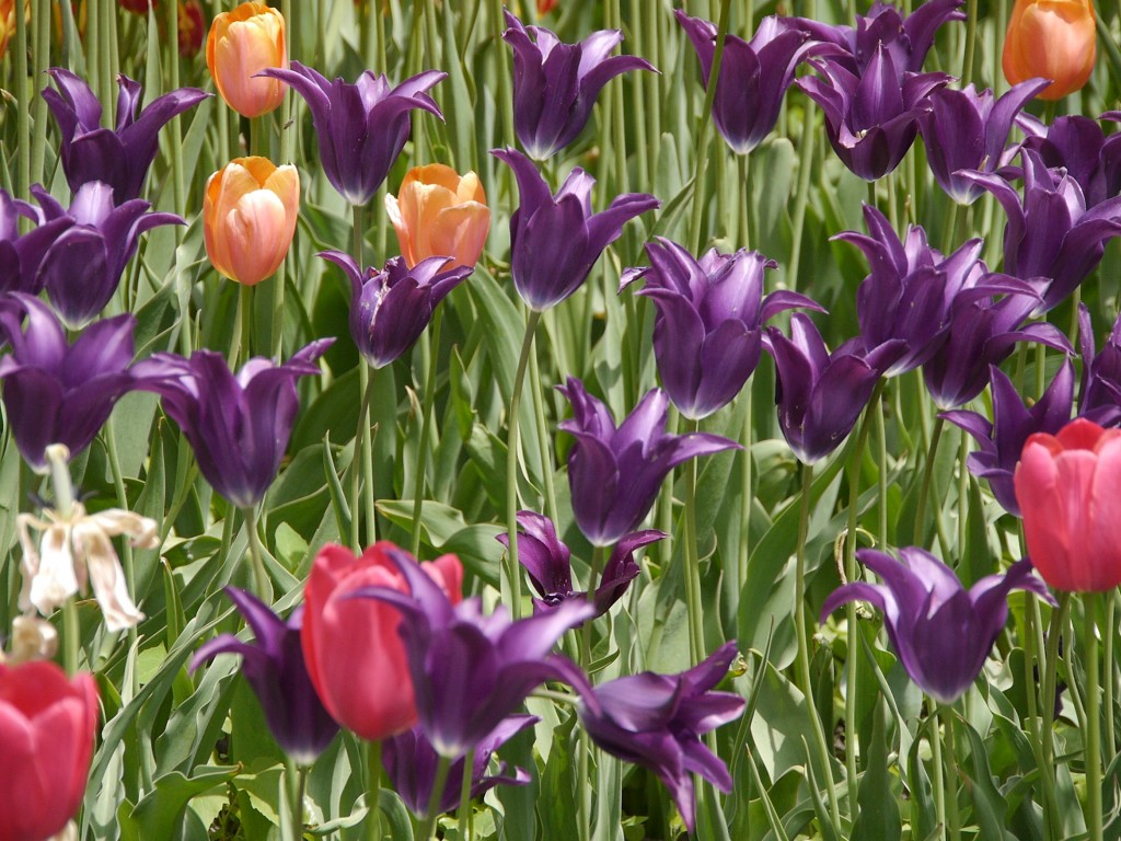 _1050034.jpg