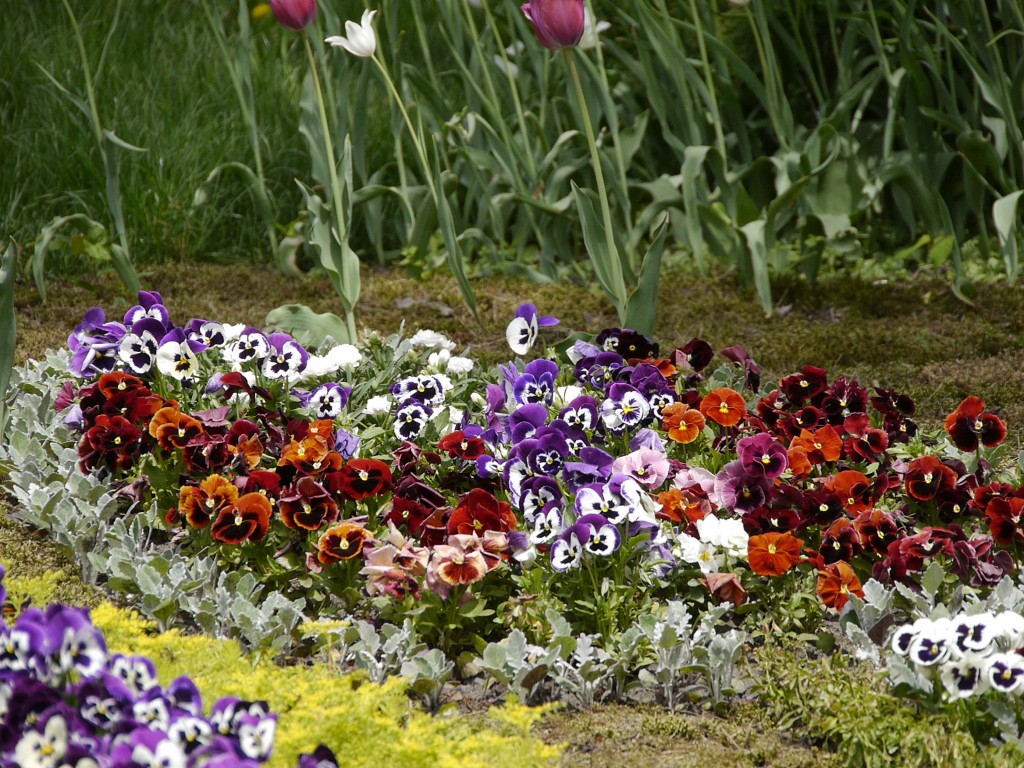 _1050060.jpg