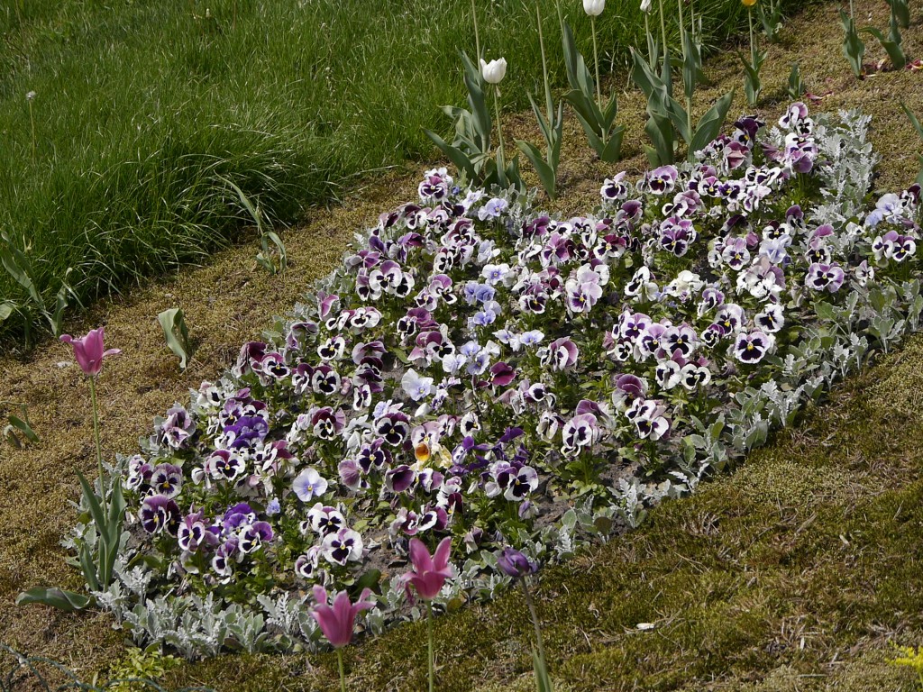 _1050064.jpg