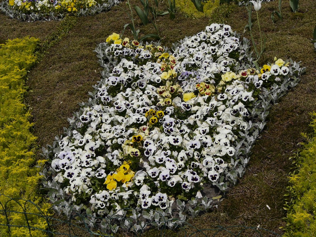 _1050065.jpg