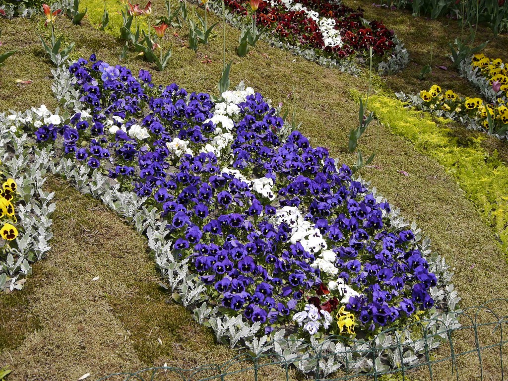 _1050067.jpg