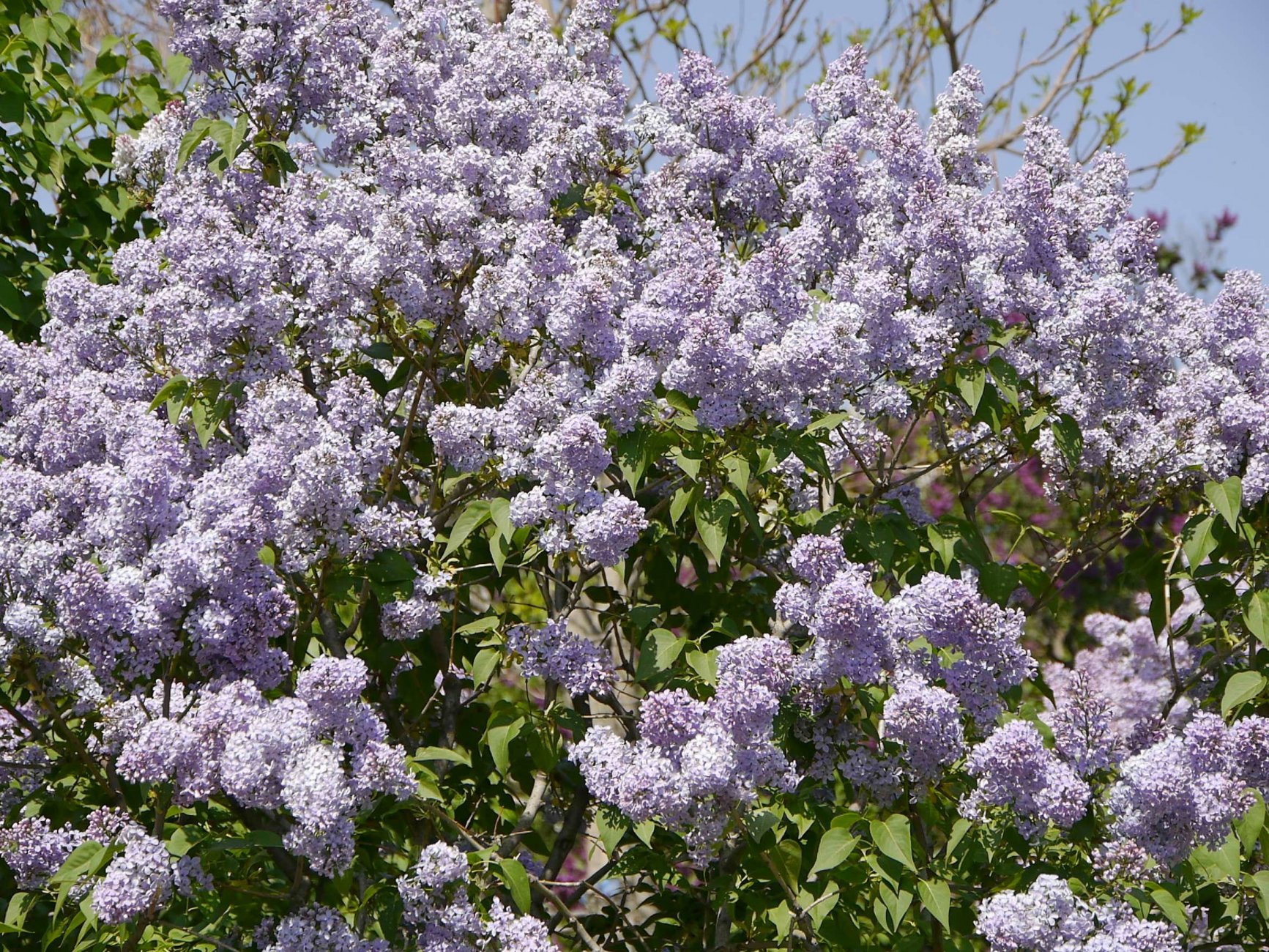 _1050545.jpg