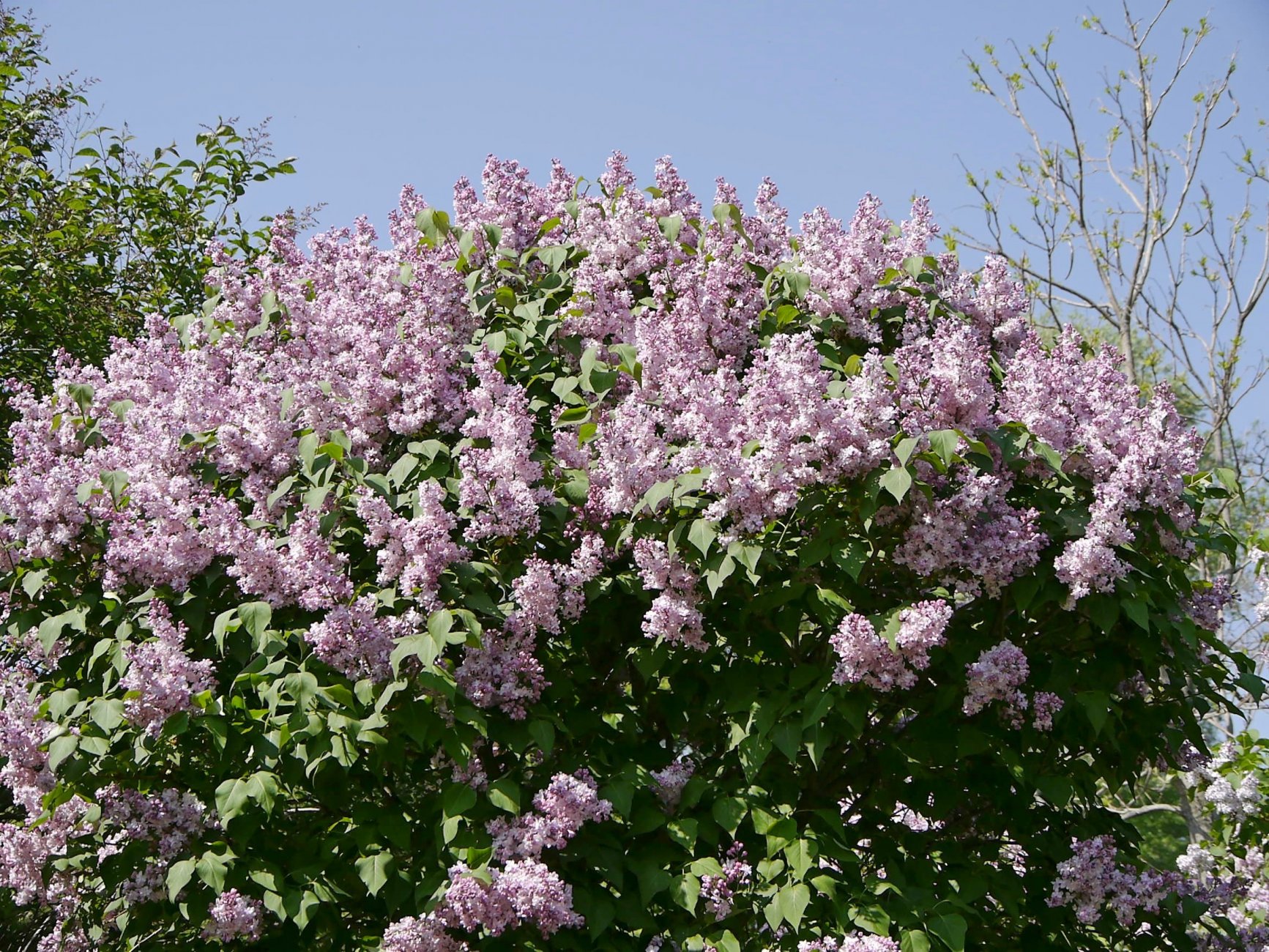 _1050546.jpg