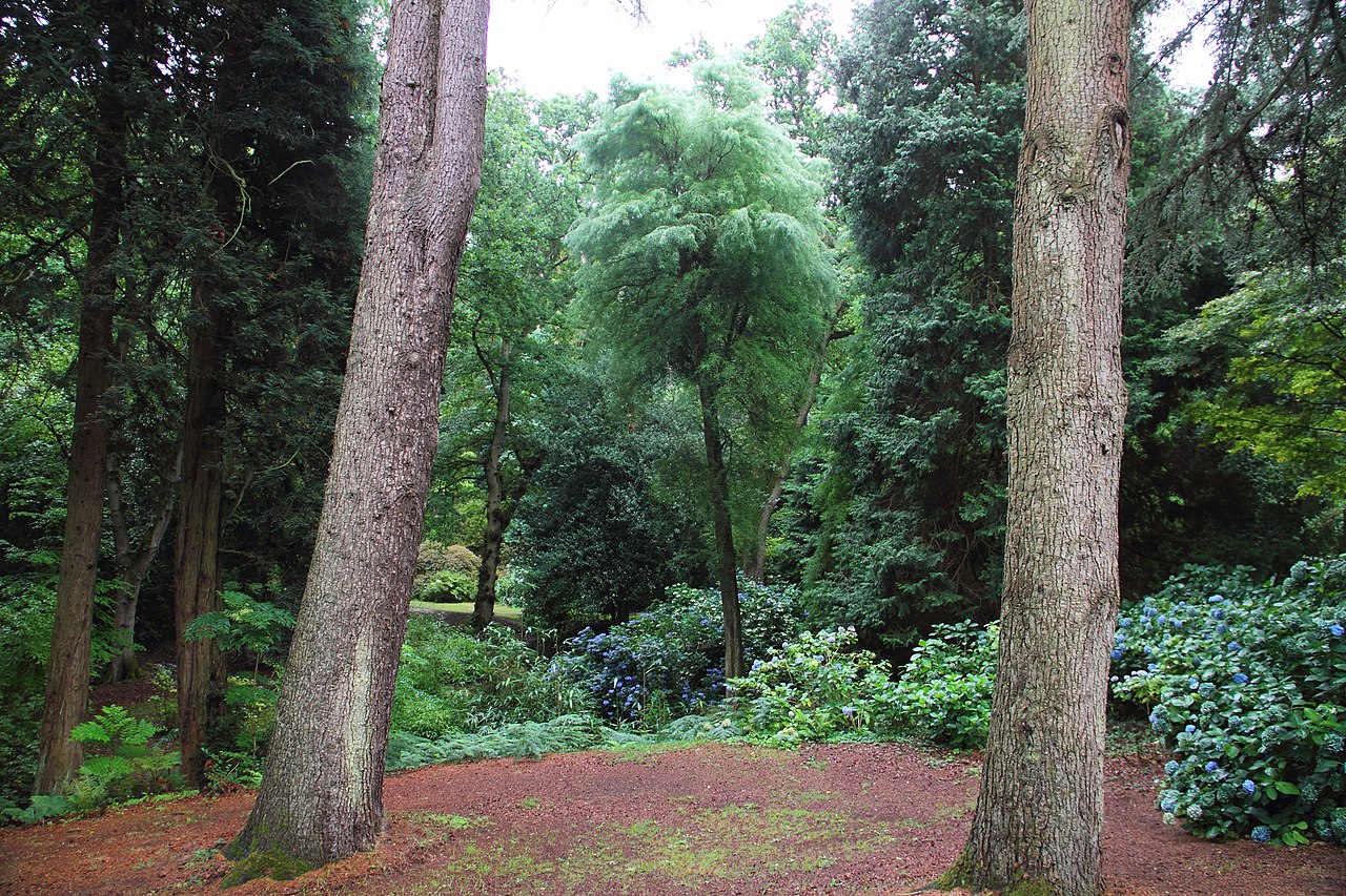 Bois_des_Moutiers_2017_16.jpg