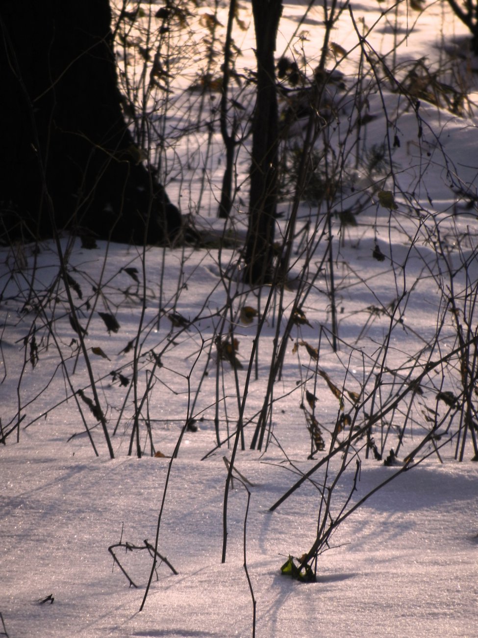DSCN0272.JPG