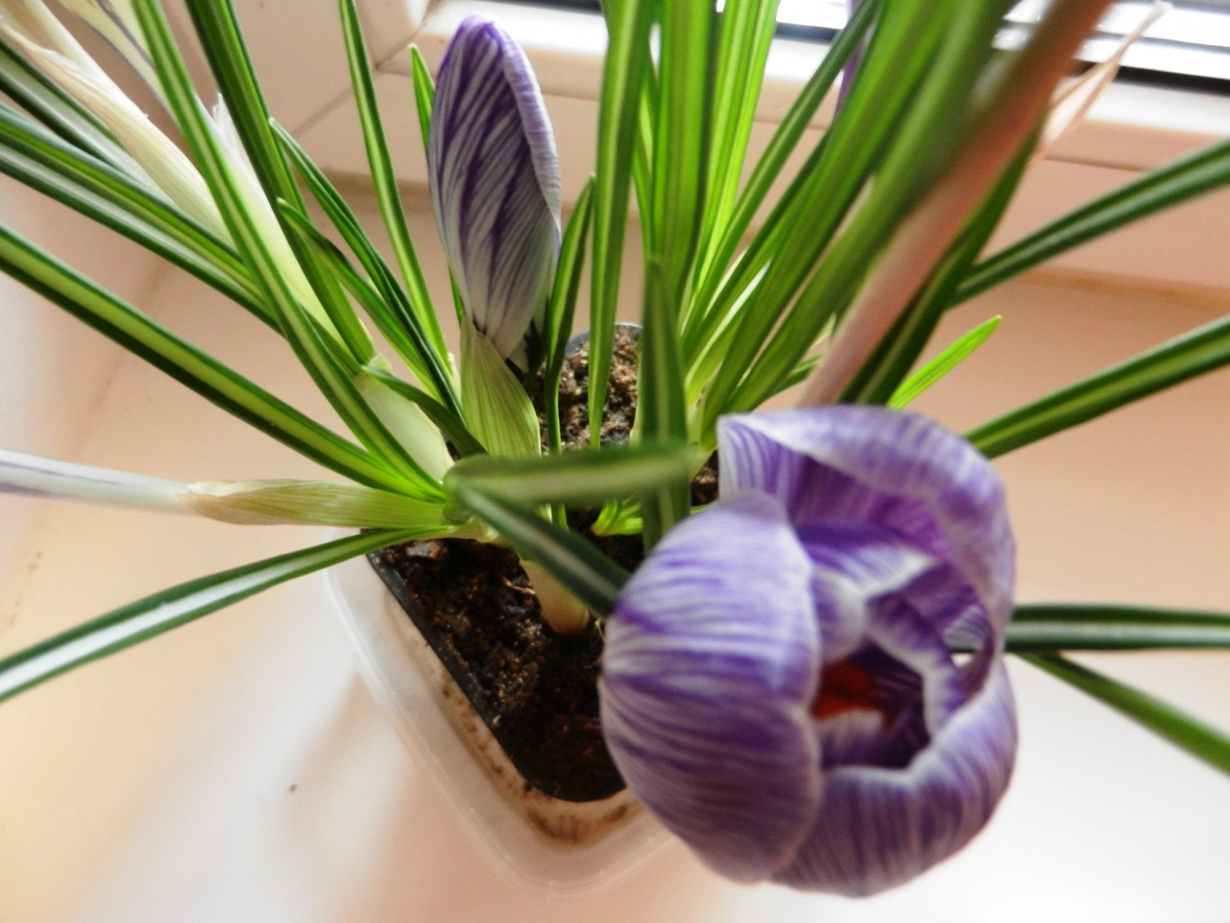 DSCN0523.JPG