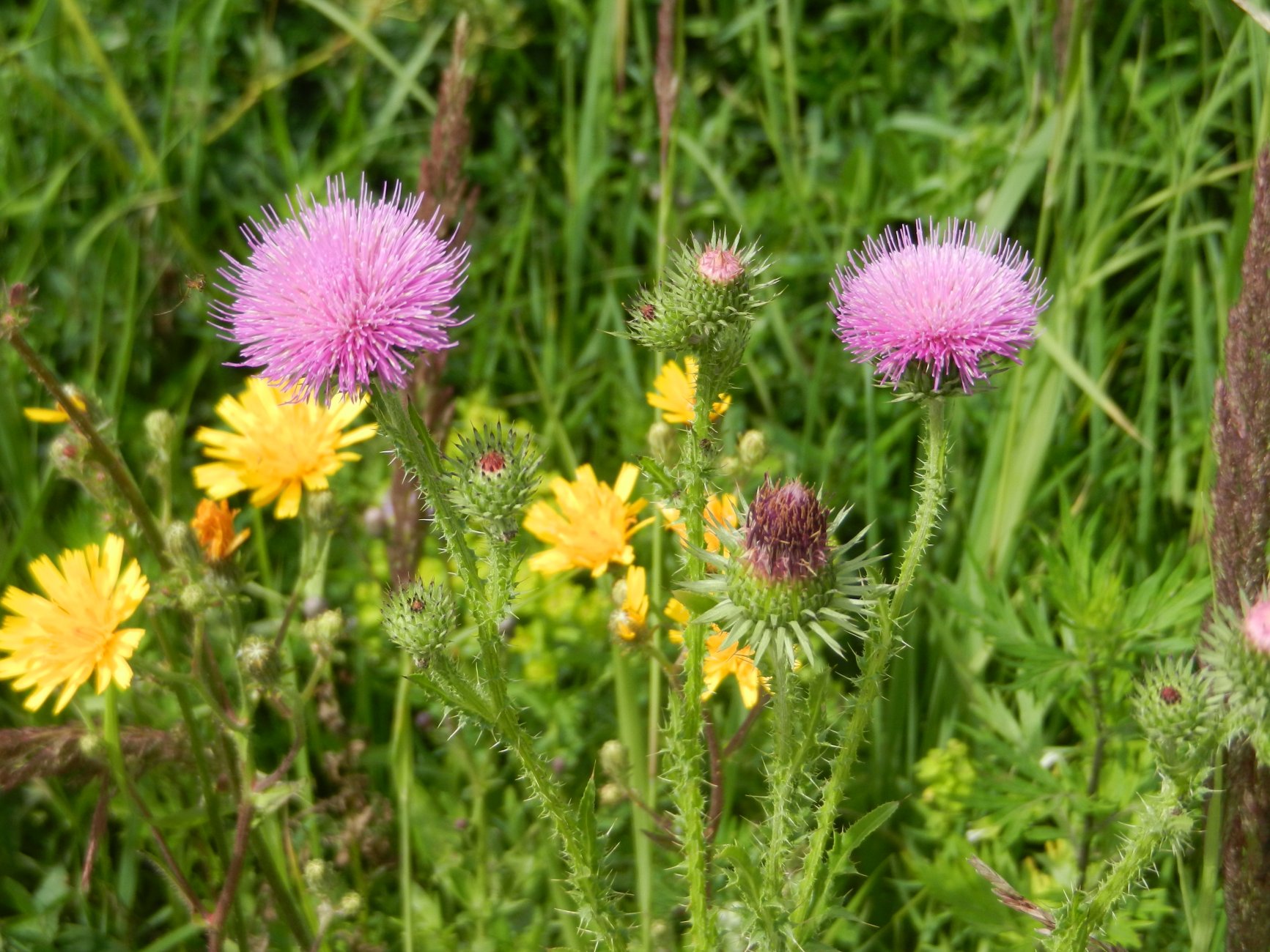 DSCN1601.JPG