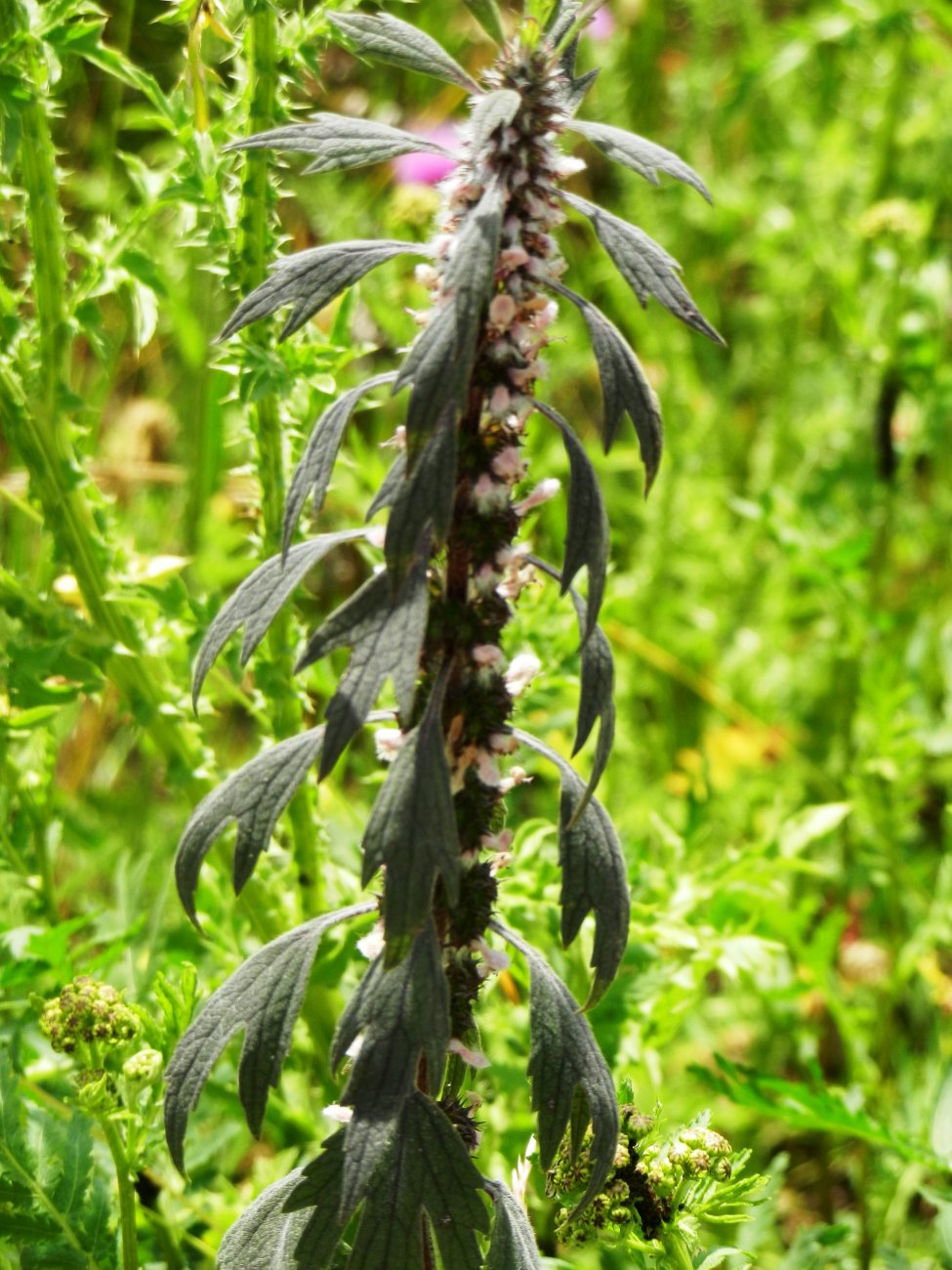 DSCN1611.JPG