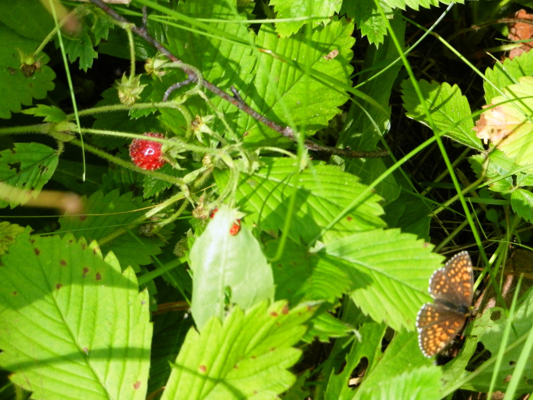 DSCN1832.JPG