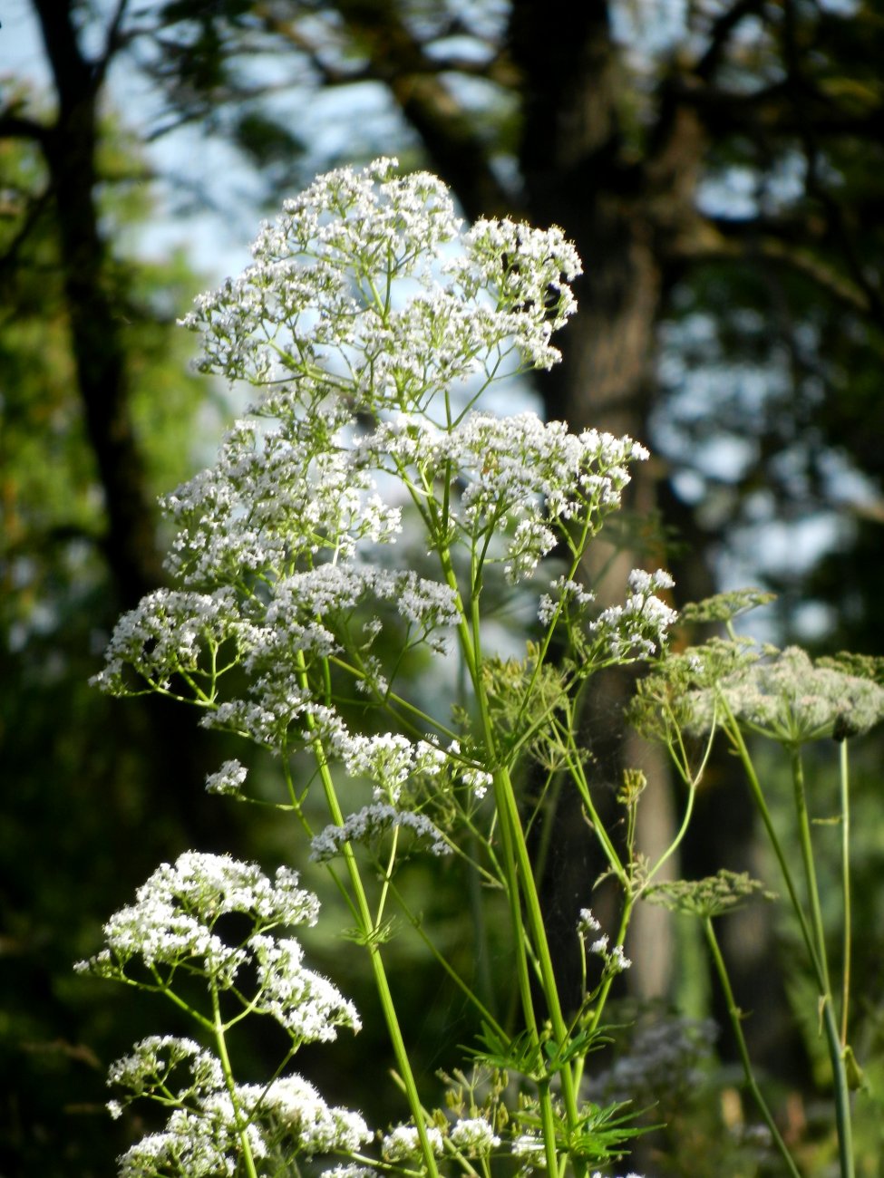 DSCN1852.JPG
