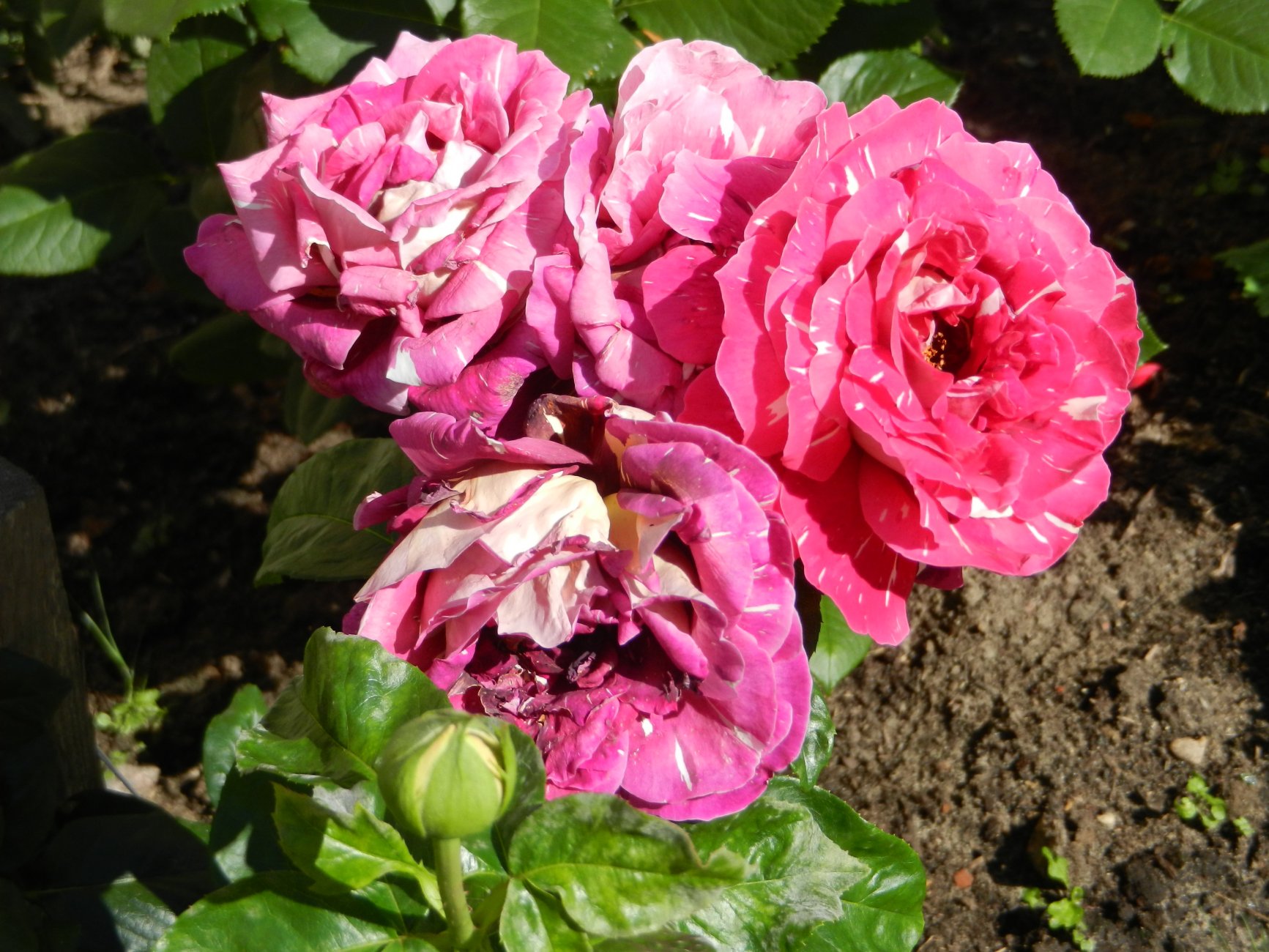 DSCN1901.JPG