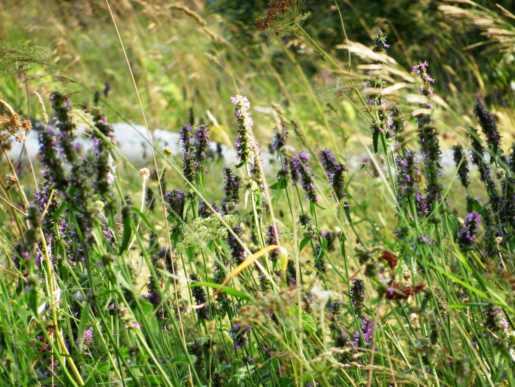 DSCN1993.JPG