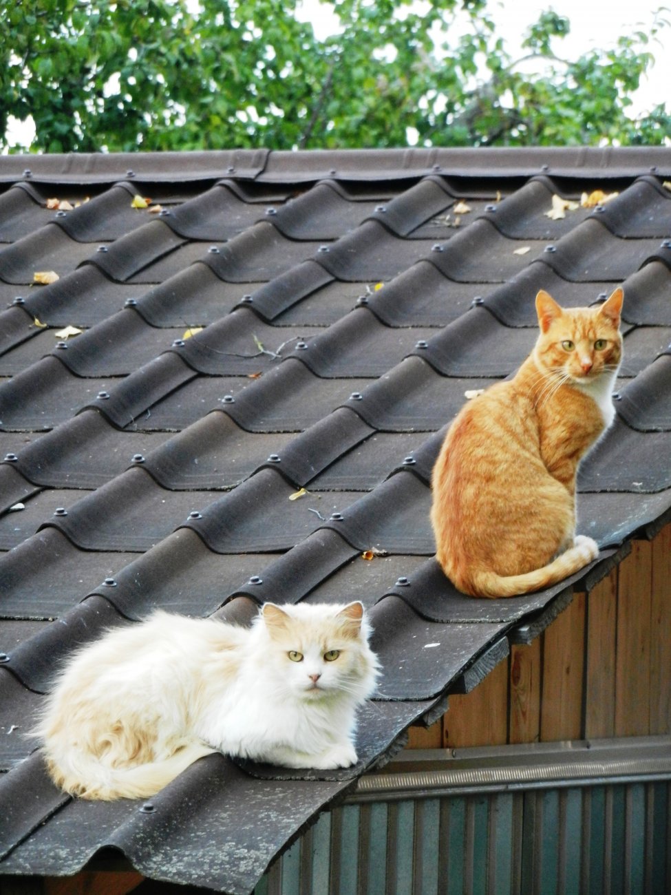 DSCN2233.JPG