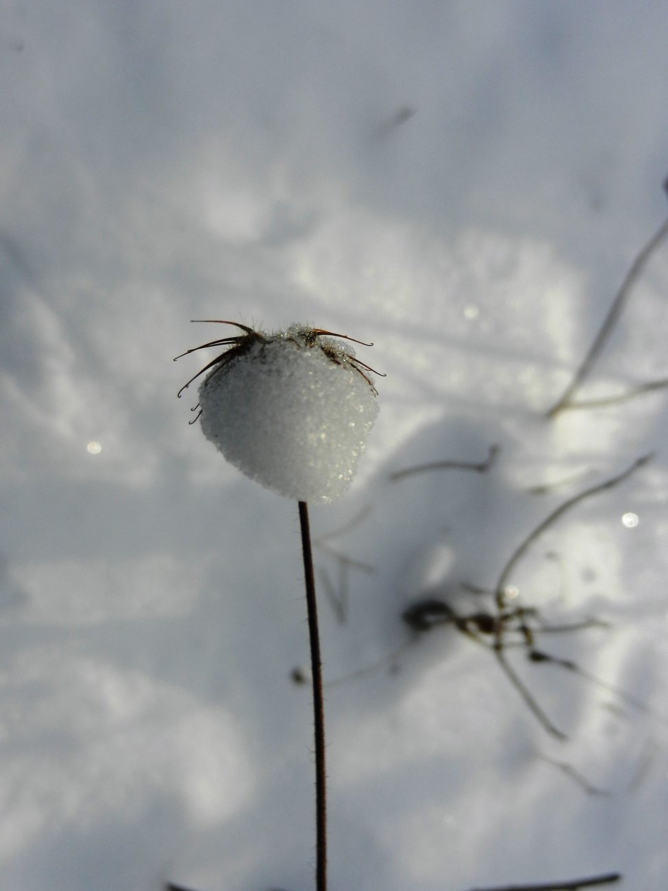 DSCN2524.JPG