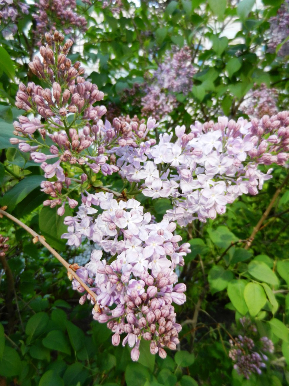 DSCN2771.JPG