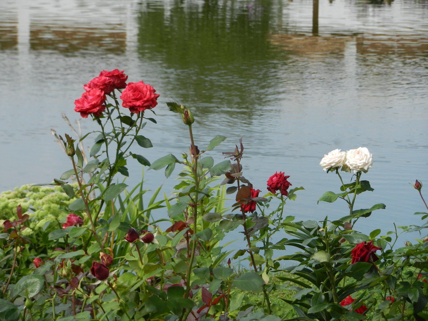 DSCN9768.JPG