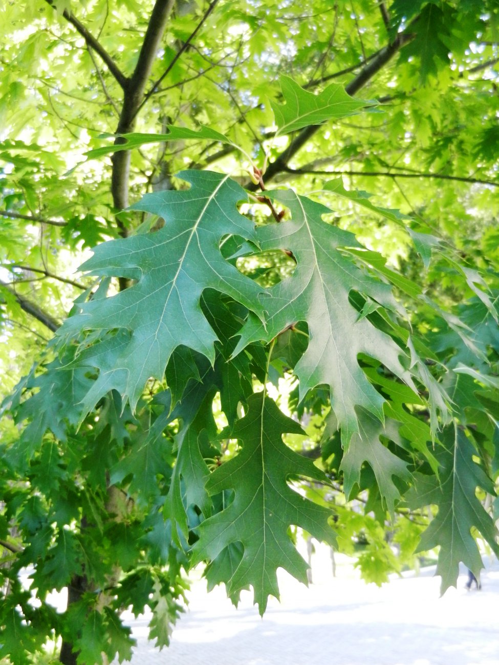 DSCN9866.JPG