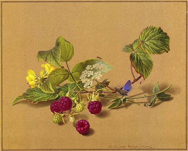F.P.Tolstoy.-Vetka-malinyi-babochka-i-muravey.jpg