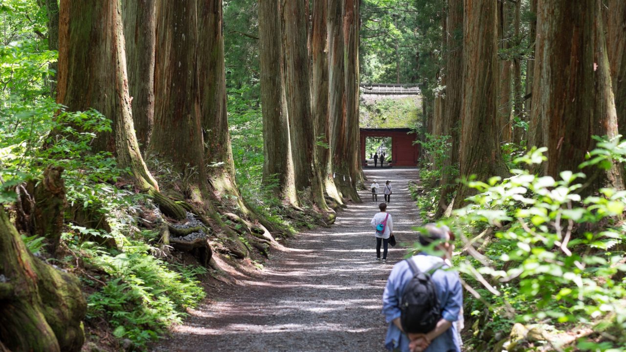 Giang-Sugi-Trees-at-Togakushi-1280x720.jpg