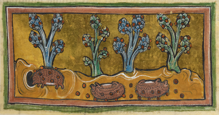 Hedgehogs_-_British_Library_Royal_12_F_xiii_f45r_(detail).jpg