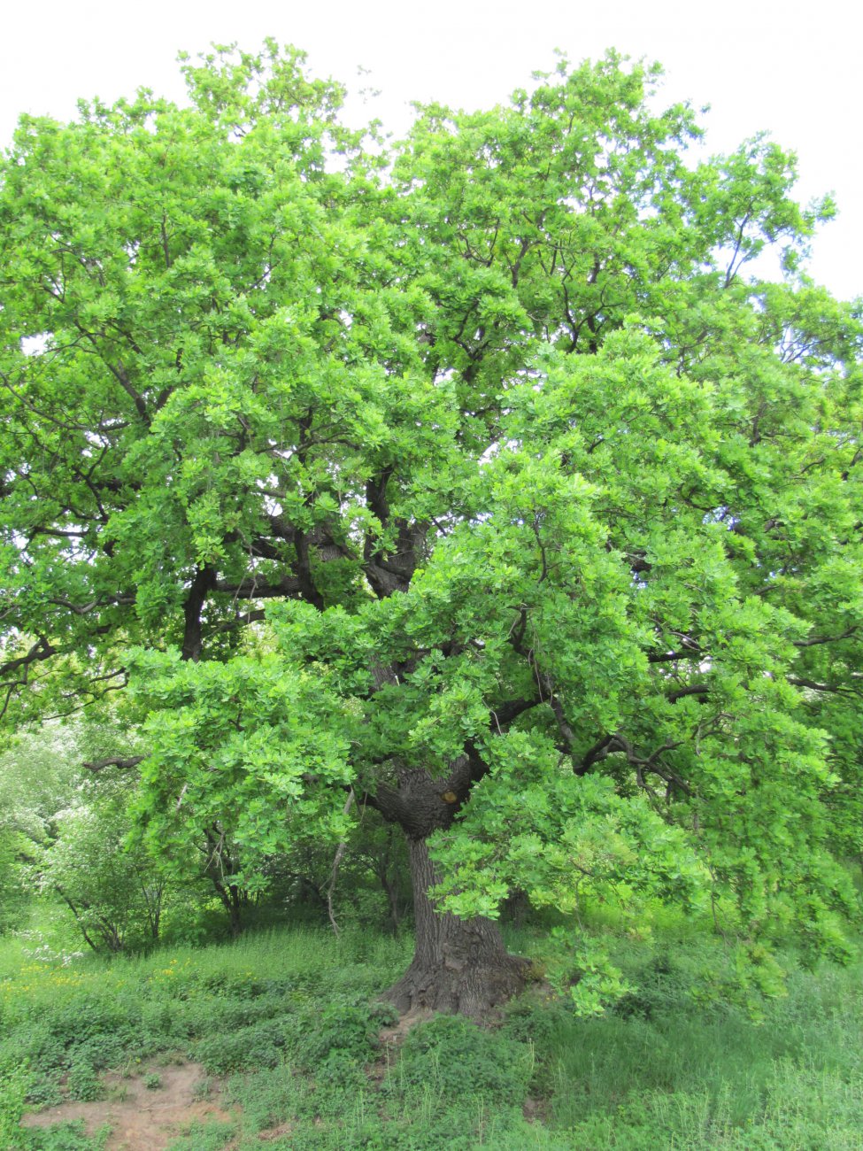 IMG_0141.JPG