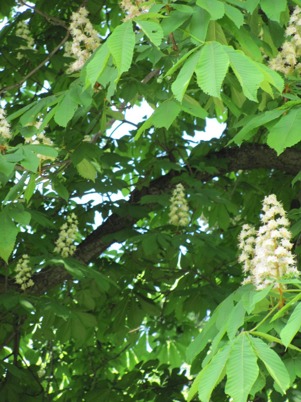 IMG_0161.JPG