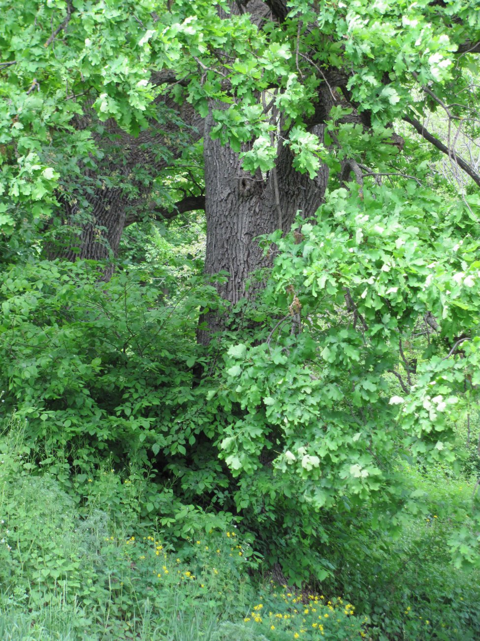 IMG_0328.JPG