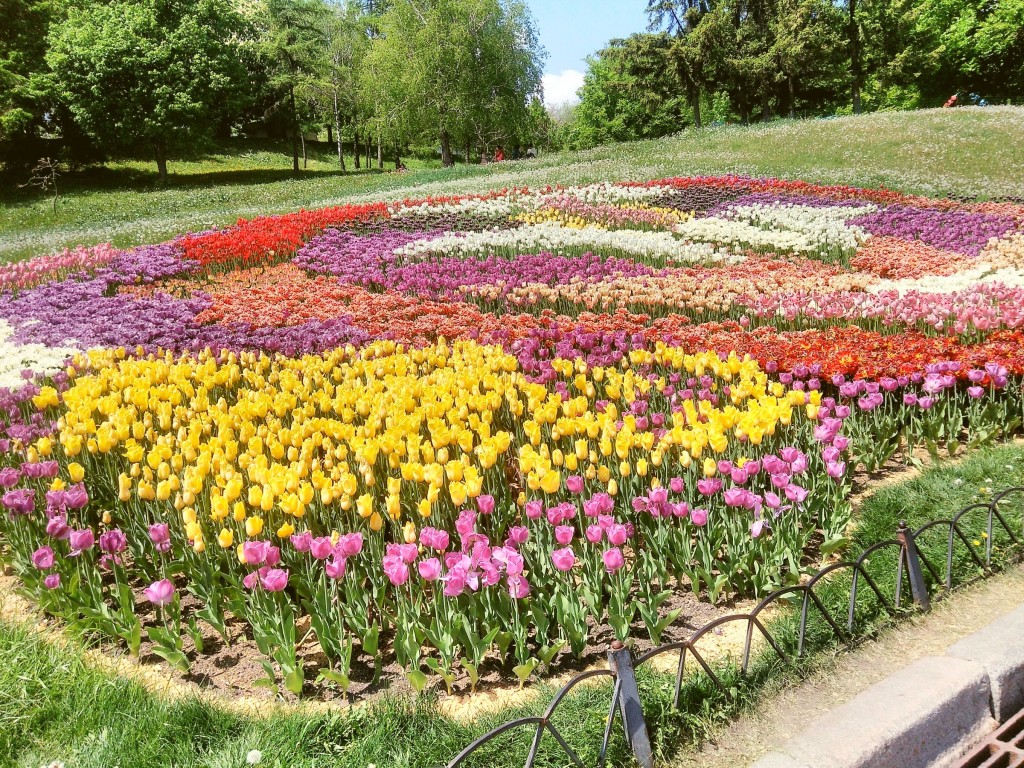 IMG_20170507_122530.jpg