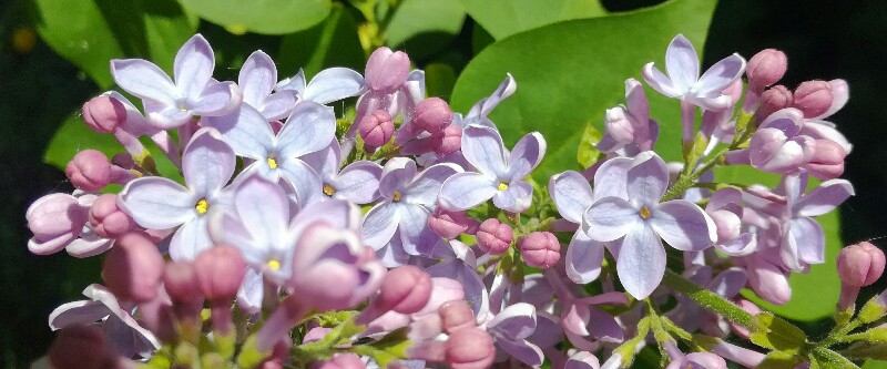IMG_20180514_145110-800x333.jpg