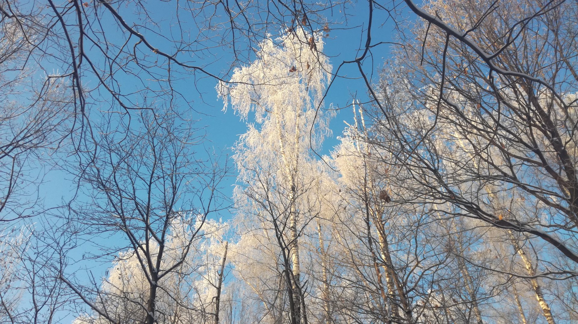 IMG_20181217_124244.jpg