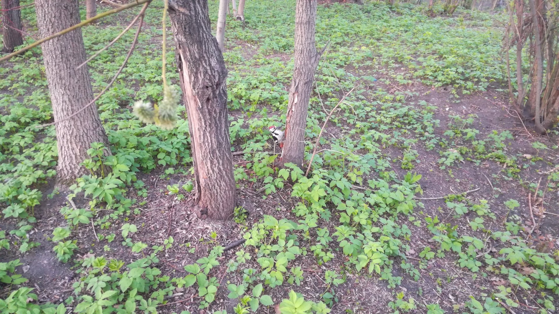 IMG_20190504_194155.jpg