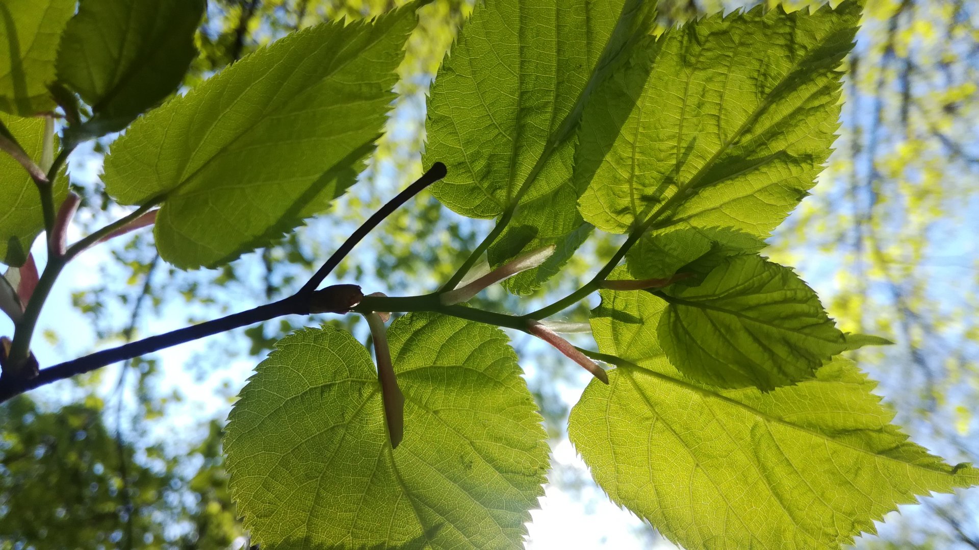IMG_20190506_121033.jpg
