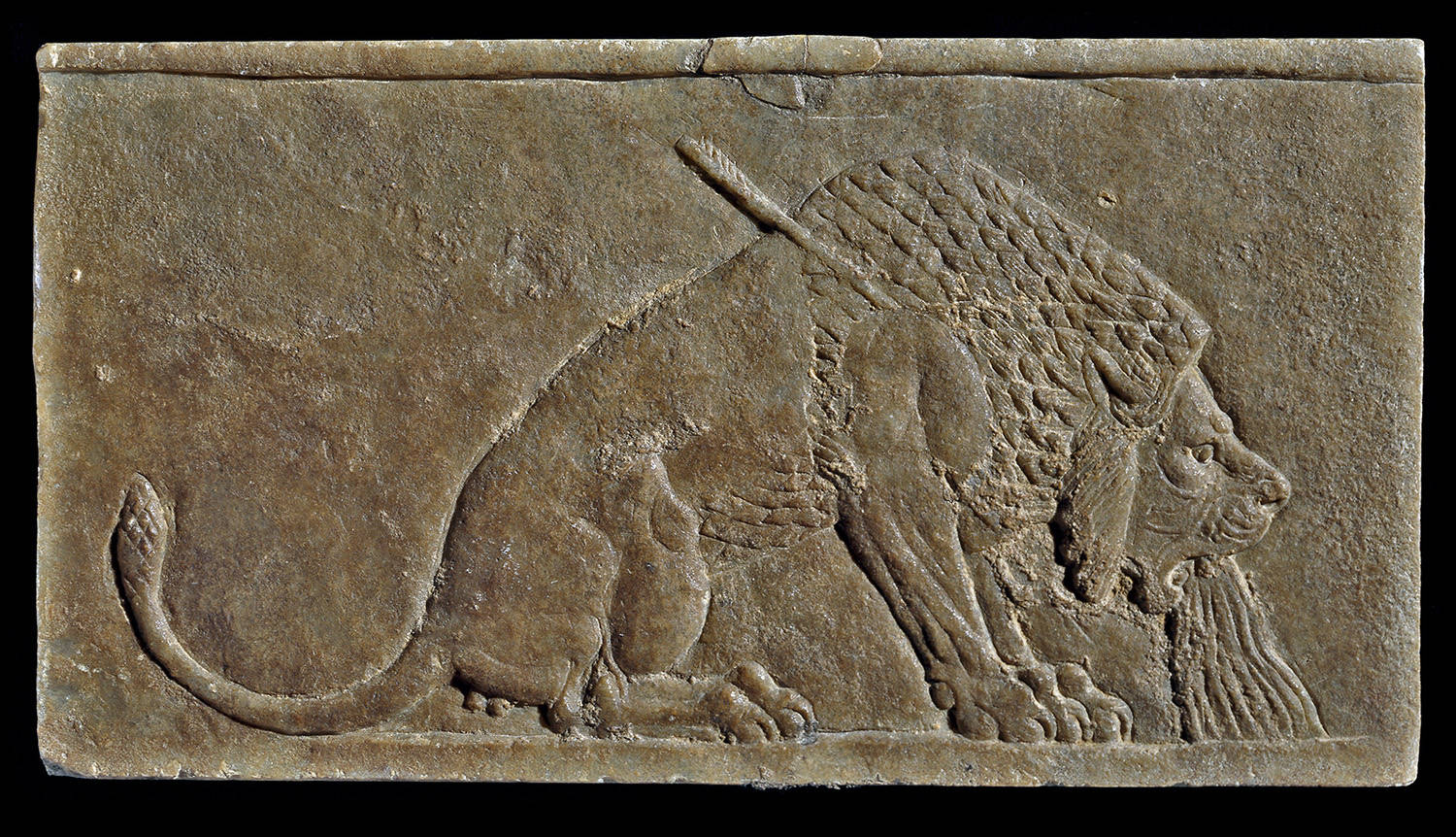 lion.jpg