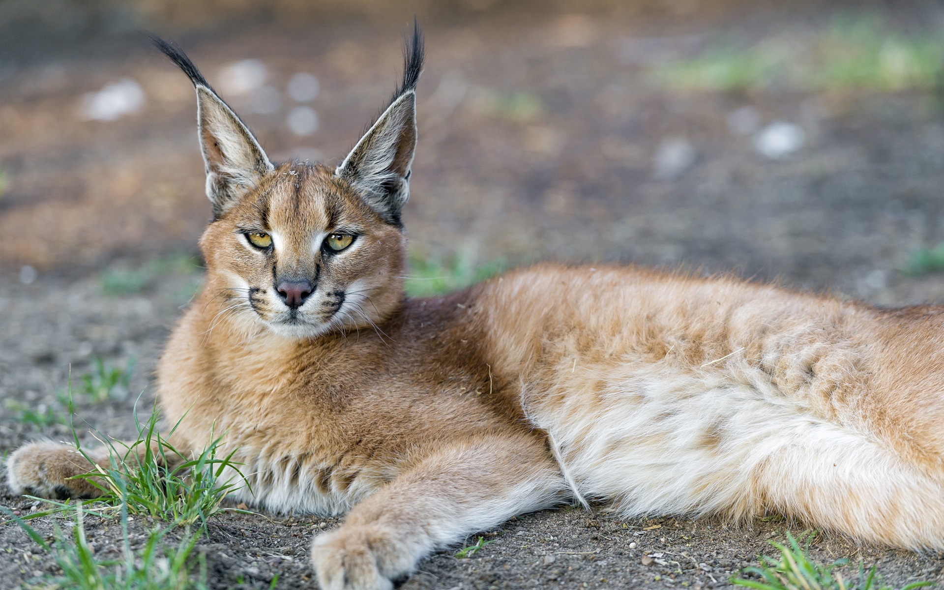 Lynx-predator-face-yellow-eyes_1920x1200.jpg