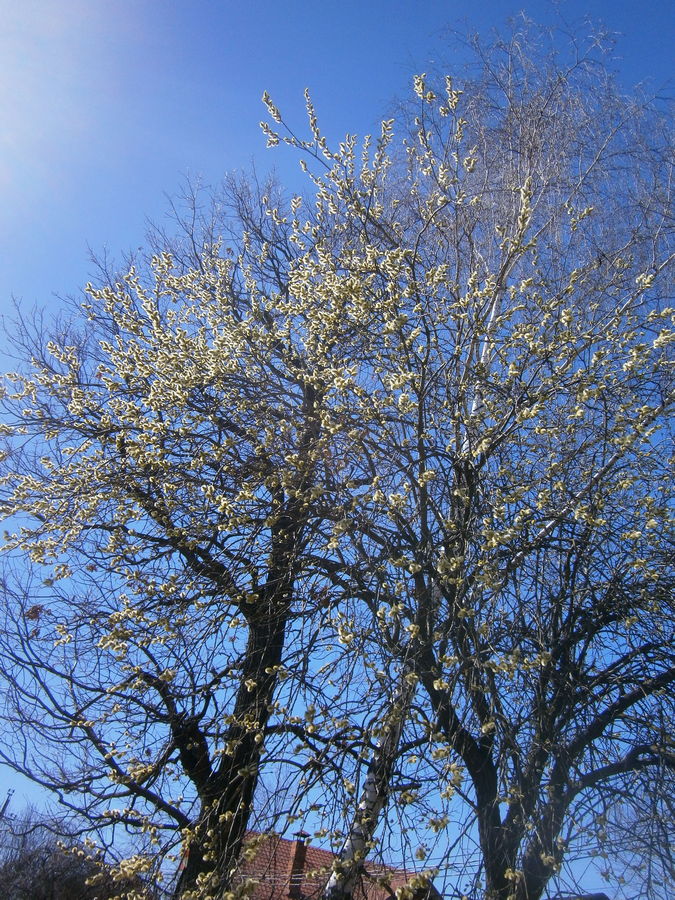 P1185064.JPG