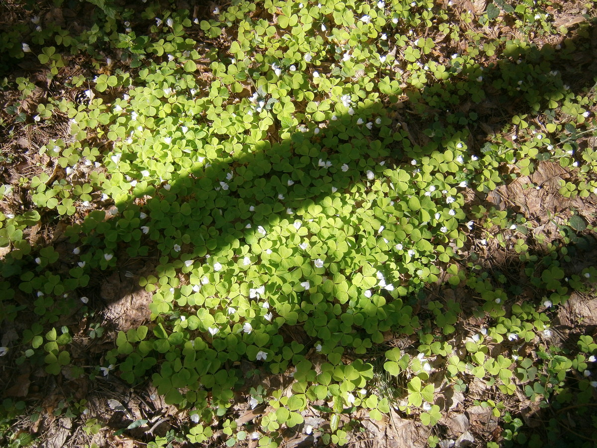 P2045084.JPG